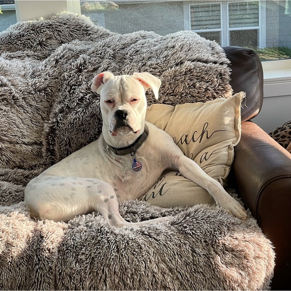 paigecboxer